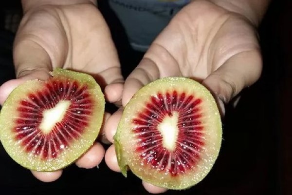 تصویر 1 از خرید و قیمت کیوی هایوارد قرمز + فروش صادراتی